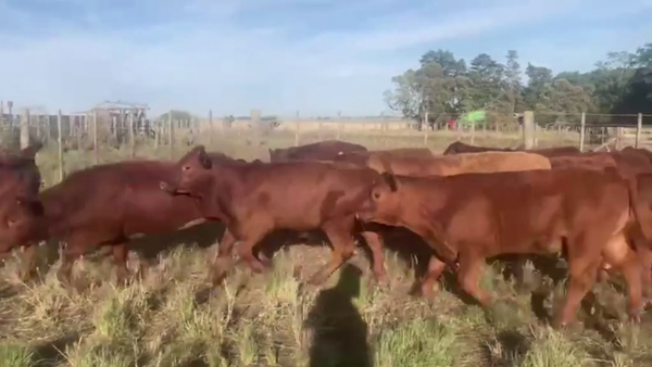 Lote 70 TERNS. MACHOS, TANDIL, PCIA. DE BS. AS.