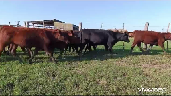 Lote 20 Terneros