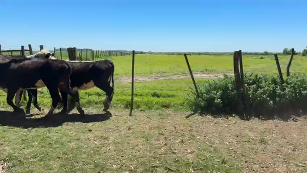 Lote VAQUILLONAS 1 a 2 AÑOS