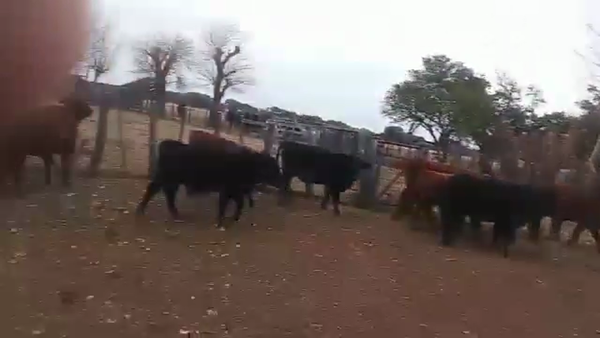 Lote 40 Terneros y 30 Hembras Cruzas Británicas en Helvecia, Santa Fe