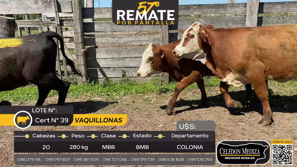 Lote 20 Vaquillonas  en Tarariras, Colonia