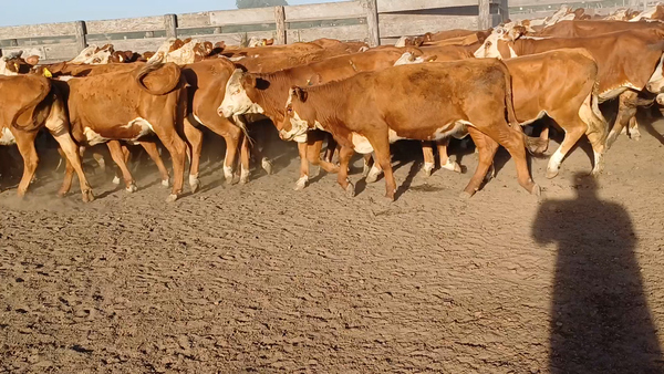 Lote 120 Terneras en Villaguay, Entre Ríos