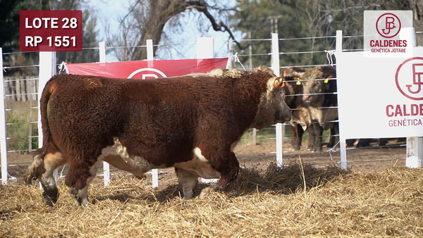 Lote Toro PR