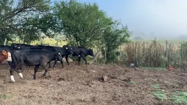 Lote TERNEROS Y TERNERAS