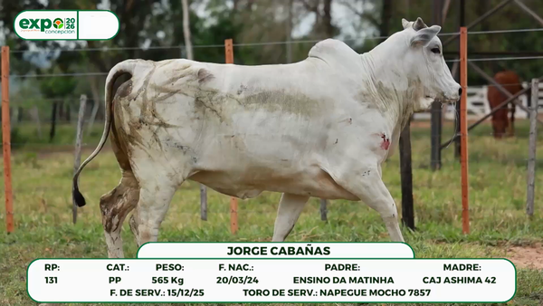 Lote Hembras, Concepción