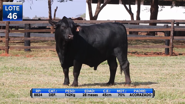 Lote TOROS BRANGUS  -LOTE 46