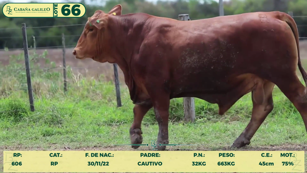 Lote LOTE 66