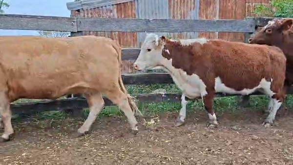 Lote VACAS INVERNAR