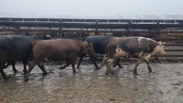 Lote 20 Novillo Gordo en Los Ángeles, VIII Región Biobío