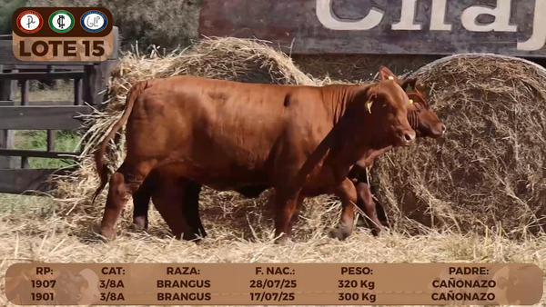 Lote LOTE 15