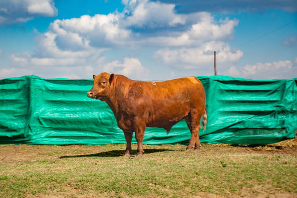 Lote Toros