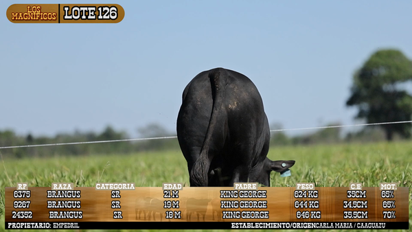 Lote LOTE 126 - PANTALLA