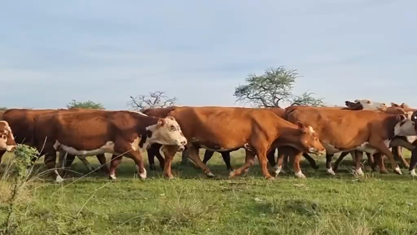 Lote 32 Vacas usadas preñadas