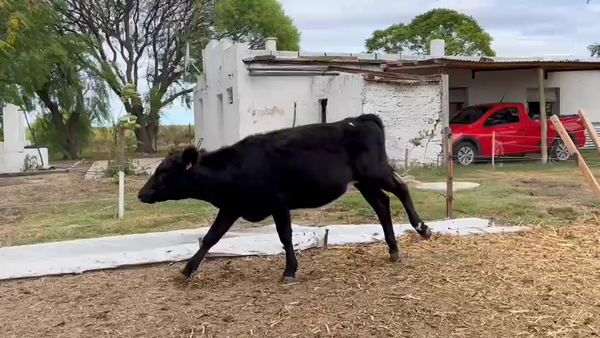 Lote TERNEROS Y TERNERAS