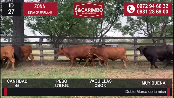 Lote Vaquillas CBO 0