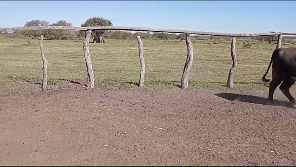 Lote 55 Novillos en Curuzú-Cuatiá, Corrientes