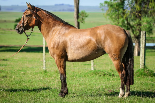 Lote Campana 568 de La Casilla