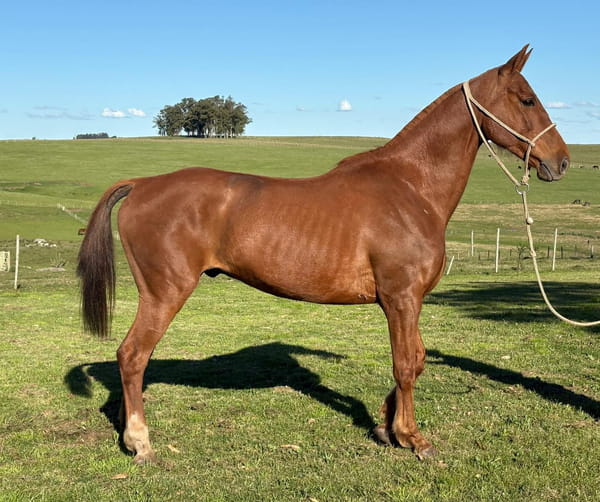 Lote LC BANANA 233