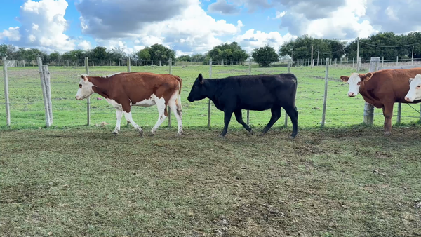 Lote VAQUILLONAS 1 a 2 AÑOS