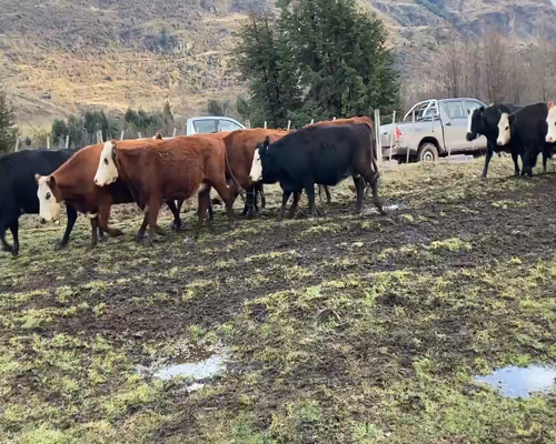 Lote 22 Vaca Preñada en XI Región Aysén, Coyhaique