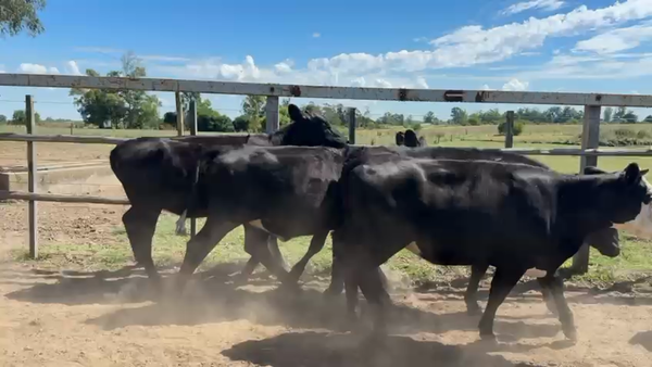 Lote VAQUILLONAS 1 a 2 AÑOS