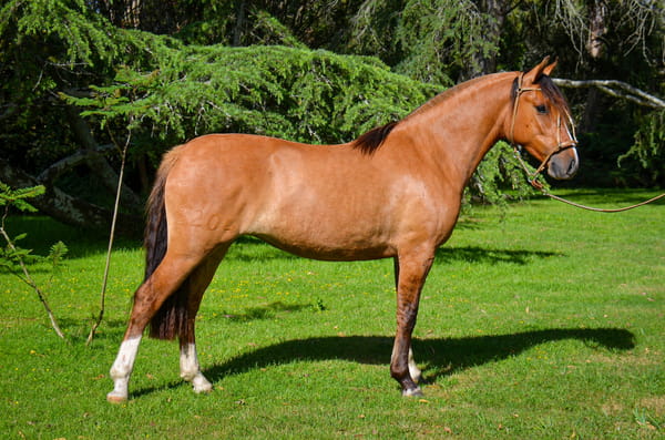 Lote QUELEN LA HUELLA