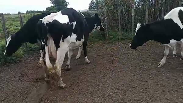 Lote 3 Vacas de Invernada HOLANDO 480kg - , San José