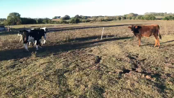 Lote 5 Terneros holando