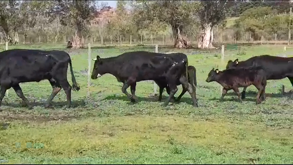 Lote (Vendido)10 Piezas de cría en COSTAS DEL ROSARIO