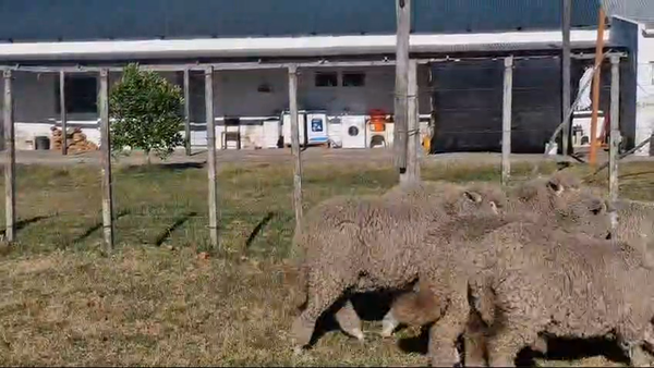 Lote Corderos y Corderas