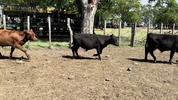 Lote TERNEROS