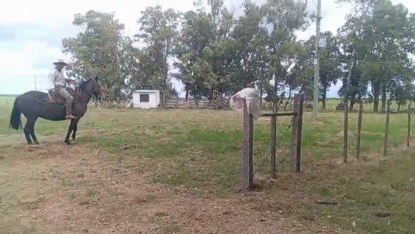 Lote CABALLO