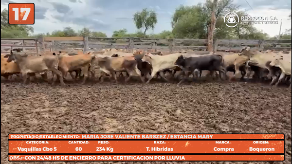 Lote LOTE 17