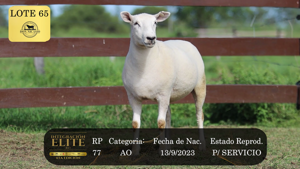 Lote LOTE 65
