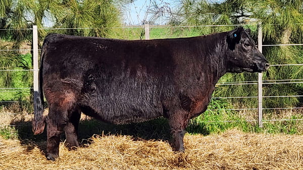 Lote HEMBRAS