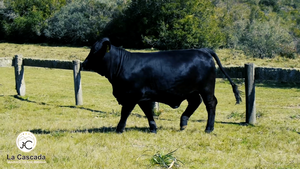 Lote DEL VALDIBIA 1050 CAVANI