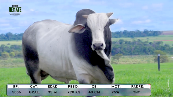 Lote Toros, Concepción