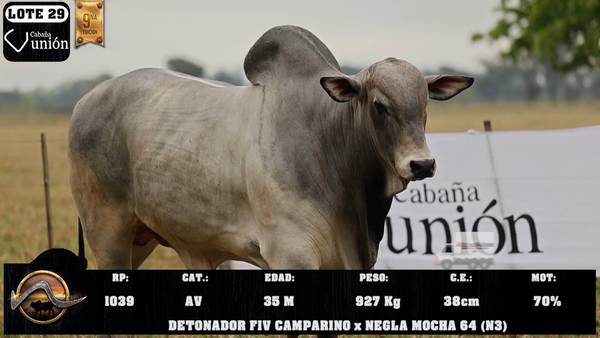 Lote LOTE 29