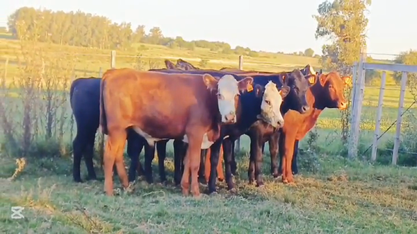 Lote TERNEROS