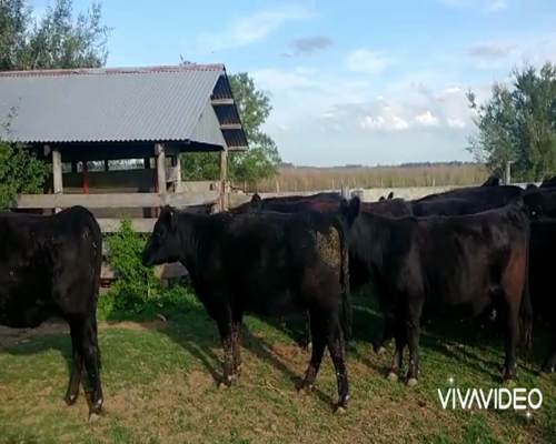 Lote 50 Vaquillonas C/ gtia de preñez en Brandsen, Buenos Aires