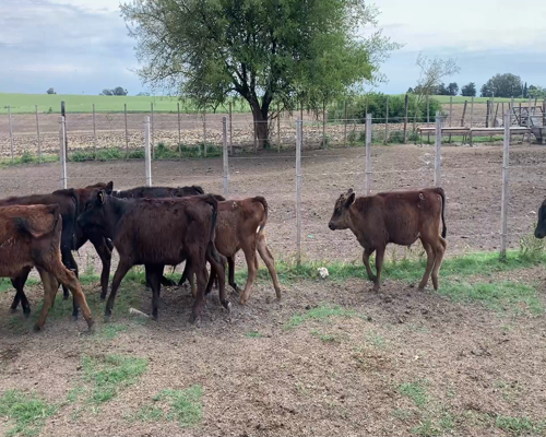 Lote (Vendido)13 Terneros AA Y HO 125kg - , Colonia