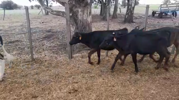 Lote 10 Terneras Cruza