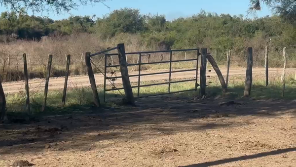Lote 40 Novillitos