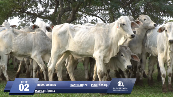 Lote Lote 2
