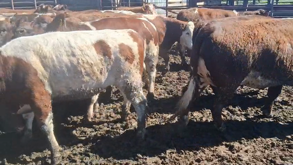 Lote 40 Vaquilla Gorda en Los Ángeles, VIII Región Biobío