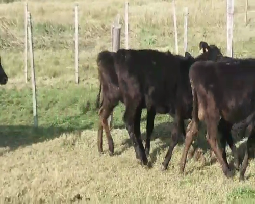 Lote 18 Terneras AA/ HO 155kg -  en PASO CARBAJAL