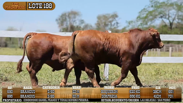 Lote LOTE 188 - VIVO