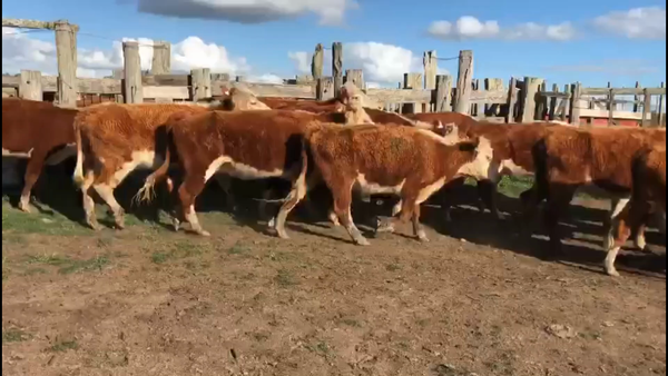 Lote 40 Vacas de Invernada en Treinta y Tres
