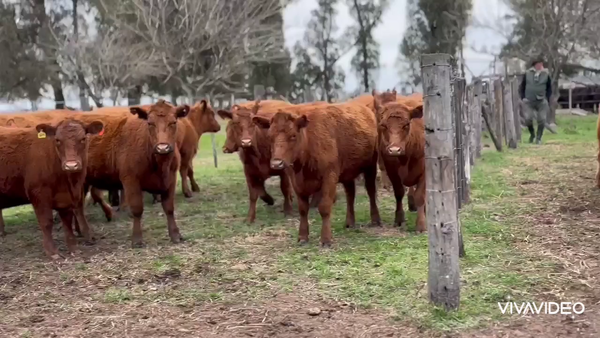 Lote 37 Vaquillonas C/ gtia de preñez en Lobos, Buenos Aires
