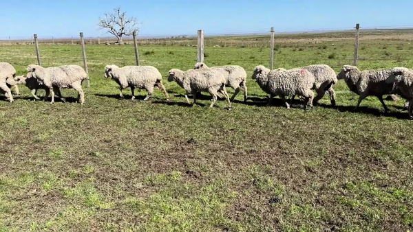 Lote OVEJAS